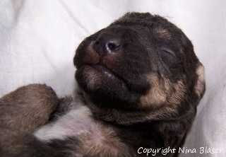 Alanus 09042006-4.jpg